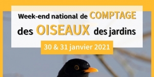 Comptage national des oiseaux