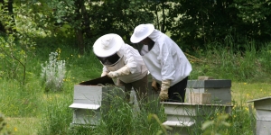apiculteur