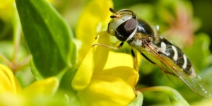   Syrphe des corolles (Eupeodes corollae) posé sur une coronille arbusive  Crédit : Olivier Brosseau / Terra