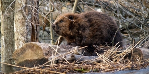  Un castor d'Europe - Aivar Ruukel - Flickr - Creative Commons