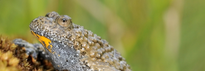 crapaud sonneur à ventre jaune