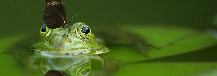 Grenouille avec un papillon sur la tête dans une mare