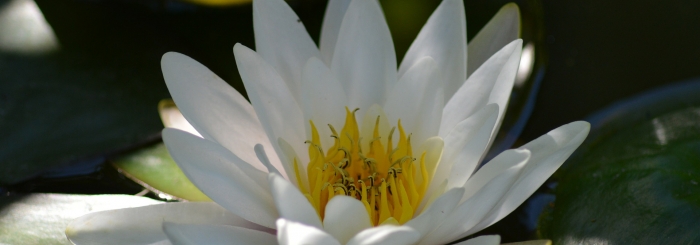 nénuphar blanc